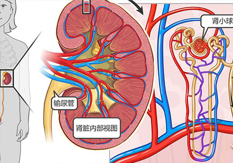 肾和肾小球:肾脏的肾小球是一团微小的血管,参与过滤血液形成尿液