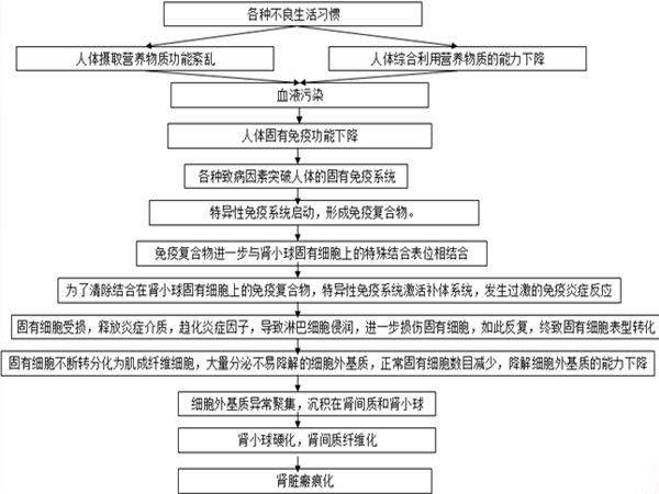 肾病发展过程(图)