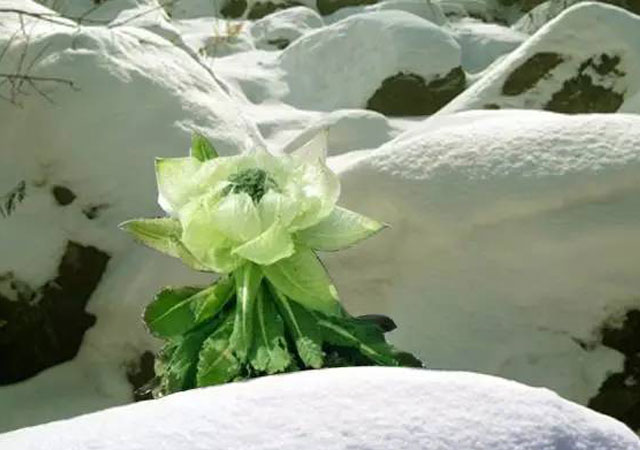 尿毒症中药治疗雪莲花