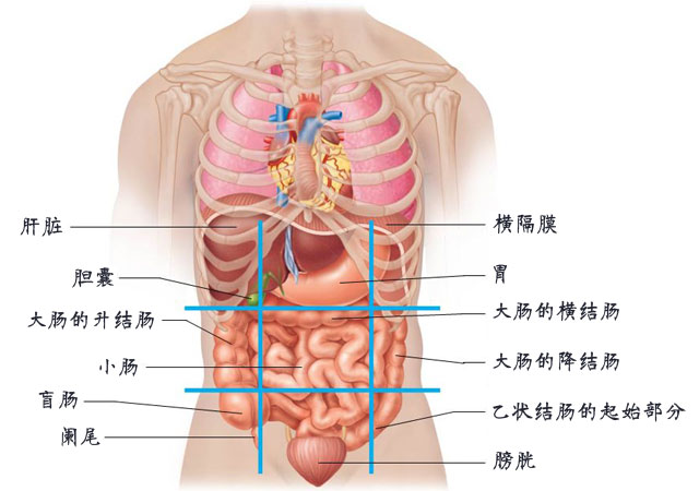 腹部九分法怎么分及各个分区器官解剖图片