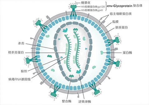 艾滋病病毒说明图片