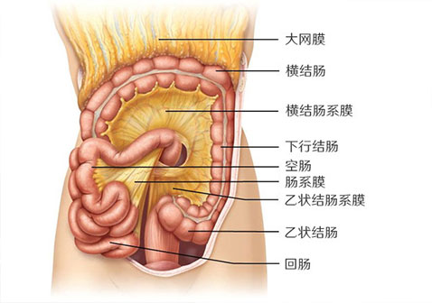 肠系膜淋巴结炎图片