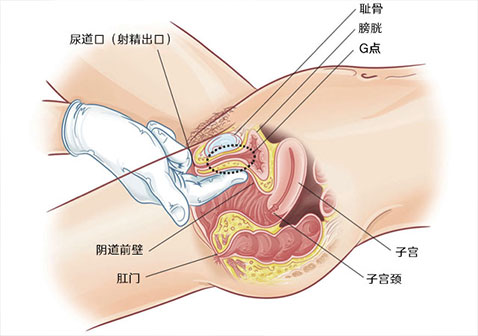 G点位置确定怎样用手指抠G点图解