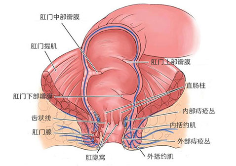 肛门癌和肛门鳞状细胞癌是什么原因引起的？