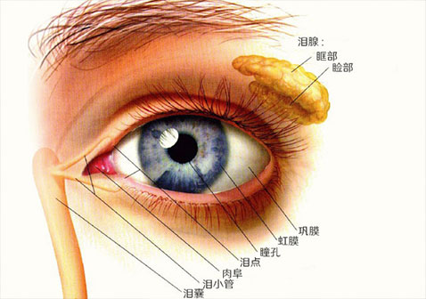 泪腺炎图示
