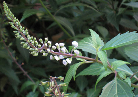 没有开放的肾茶花（肾兰花）