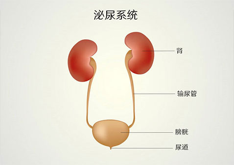泌尿系统示意图