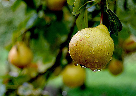 肾病或尿毒症患者能吃梨