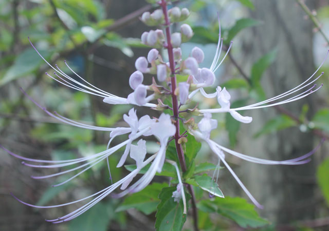 肾茶花特写