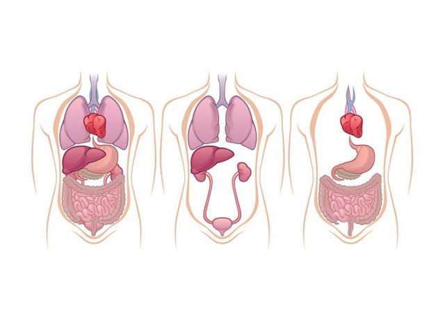 肾的位置与其它器官位置关系图
