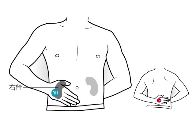 摆出图片的动作将手放在腹部确定肾的位置