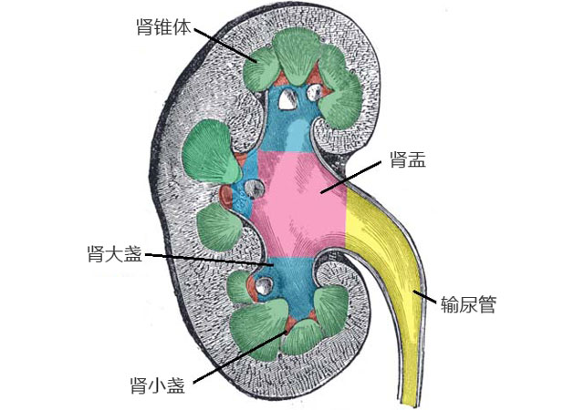 手绘肾切开后的内部解剖图构造