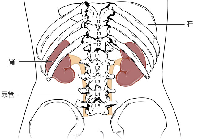 手绘从身体后面看肾的位置解剖图