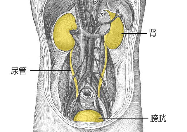 手绘正面无其它器官的肾的位置解剖图