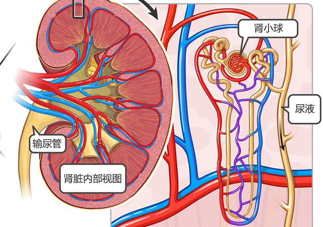 肾小球肾炎