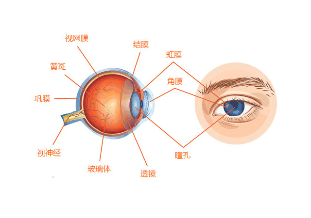 眼睛解剖学-眼球状结构