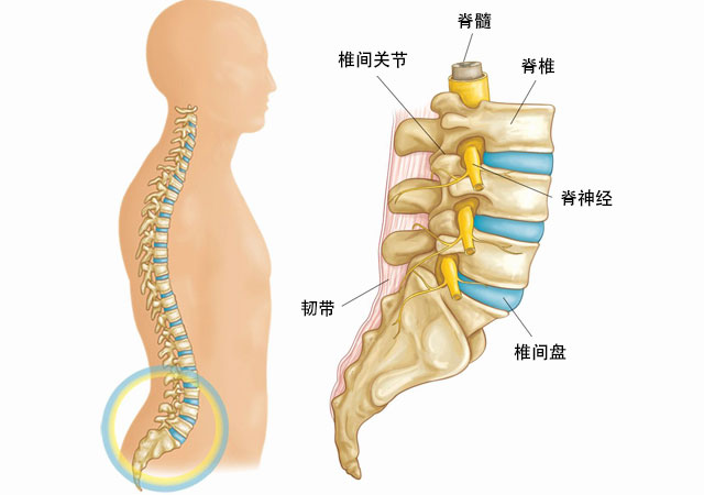 腰椎间盘示意图