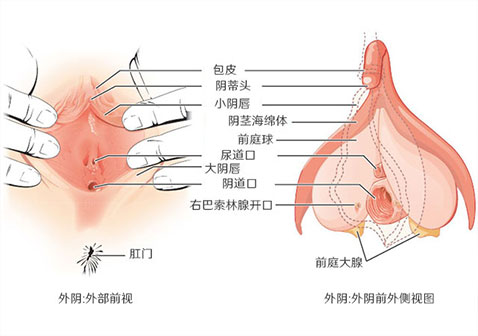 阴蒂解剖图