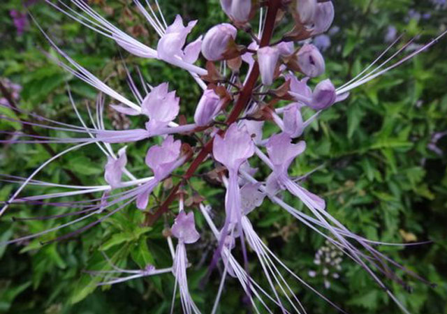 紫色肾茶花