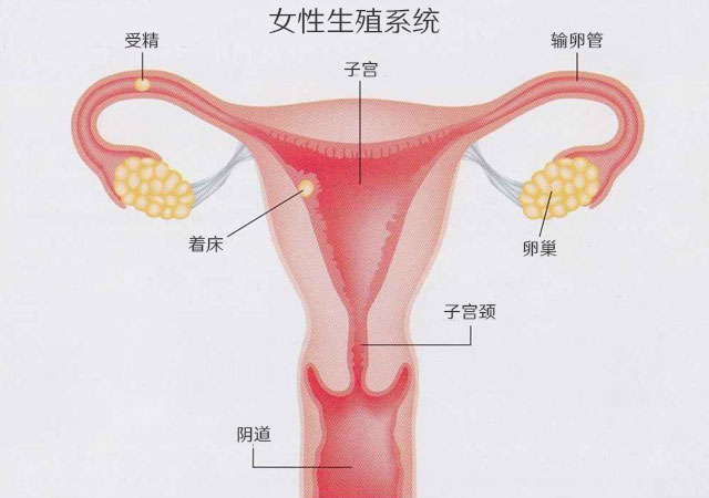 女性生殖系统-黄体功能不全
