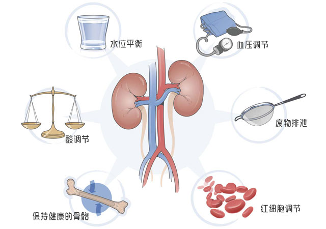 肾的功能图示