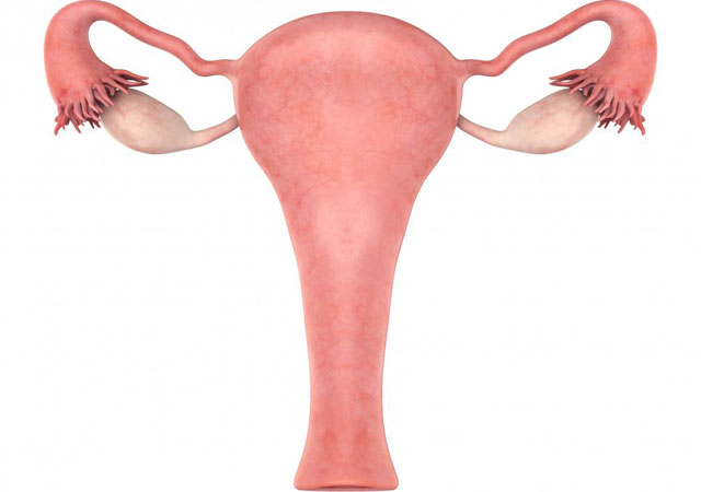 子宫肥大的原因主要是子宫肌瘤和子宫腺肌病