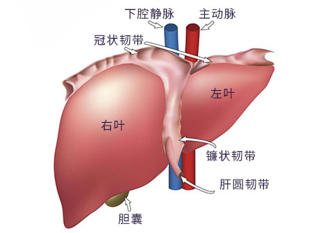 肝癌图片