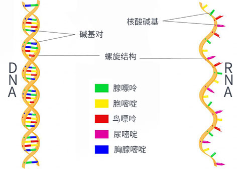 核酸结构图片