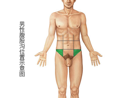 男性腹股沟位置图片