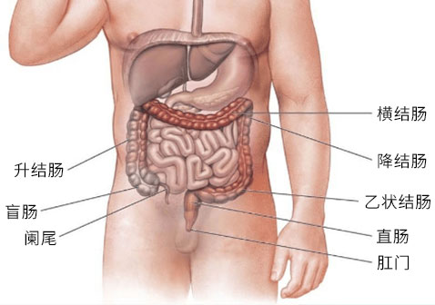 人体阑尾的位置图片