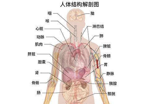 人体器官结构解剖图片五脏六腑肾的位置