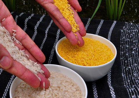 食品生物技术图片黄金大米