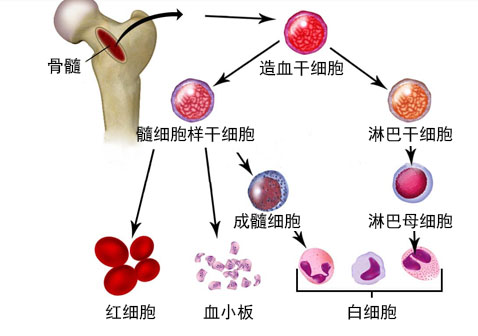 白血病是怎么引起的过程图片