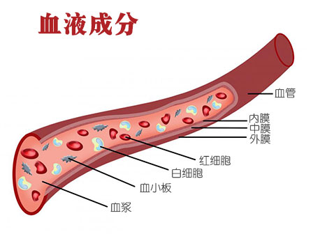 过敏性紫癜血液成分图片