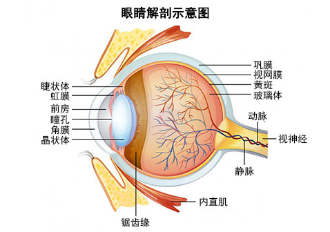 视网膜示意图图片