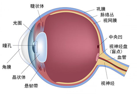 眼睛视网膜脱落图片