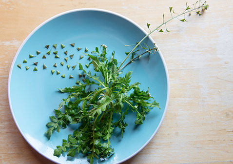 荠菜图片