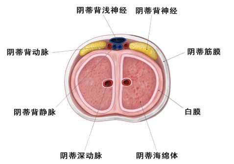 内阴蒂图片