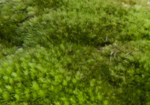 苔藓植物图片2