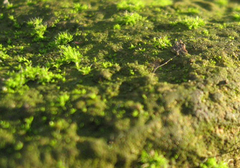 苔藓植物图片3