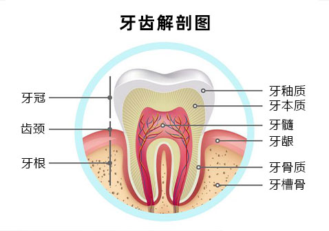 牙齿解剖图片