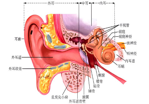耳朵部位解剖图解