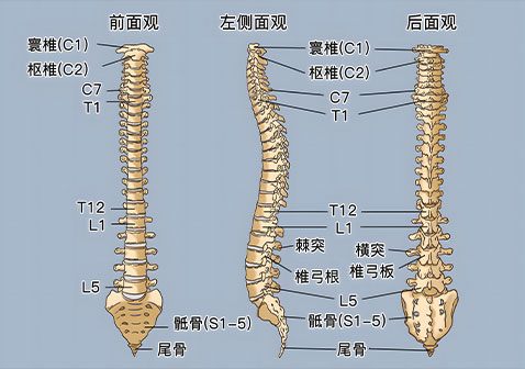 脊椎结构图解