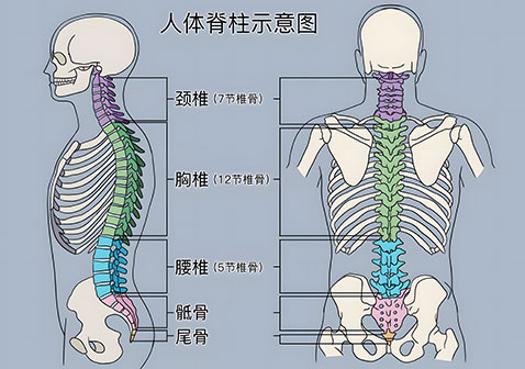脊椎图解