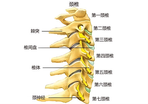 颈椎部位图解