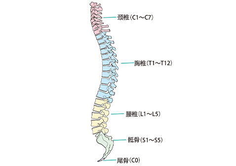 颈椎部位位置图解