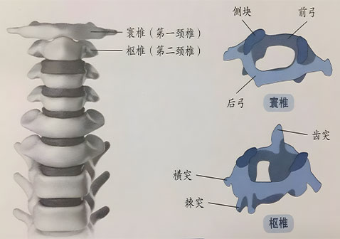 颈椎各部位图解