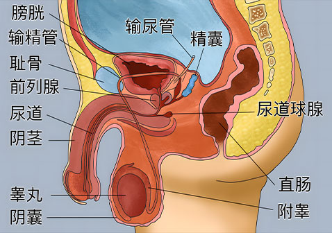 男性内生殖器图解