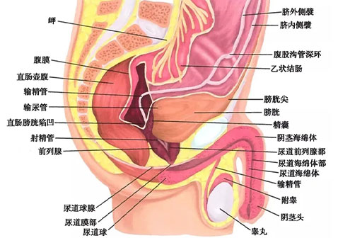 男性生殖器图解