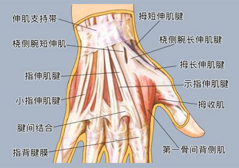 手背位置示意图